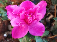 -双龙商场(环城南路店)