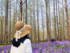 -黄海国家森林公园