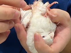 -雨林宠物医院 非犬猫异宠专科