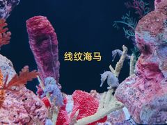 -上海海洋水族馆