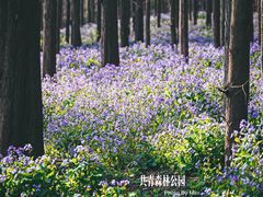 -上海共青森林公园