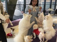 -怪兽屋·羊驼·猫咖·狗咖(俊华广场店)