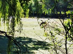 -北京麋鹿生态实验中心