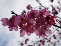 -天适樱花悠乐园