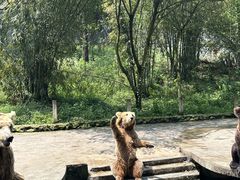 -贵州森林野生动物园