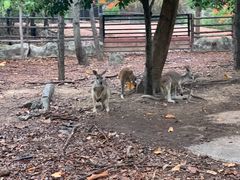 -清迈夜间动物园