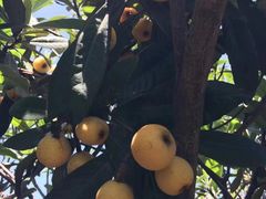 -塘栖枇杷特色园区