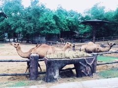 -清迈夜间动物园