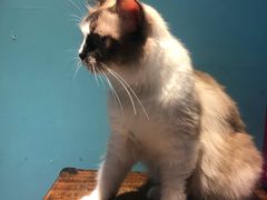 -猫色咖啡·猫咖