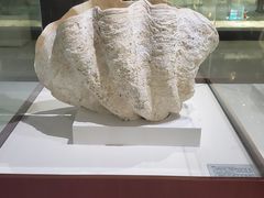 -青岛贝壳博物馆
