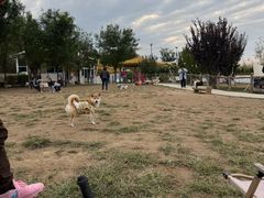 -爪吧宠物乐园 (温榆河示范区店)