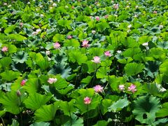 餐具摆设-荷府私房菜