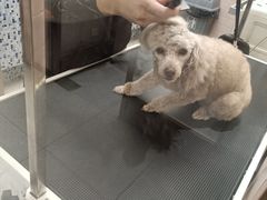 -FAELING PETS美天灵宠物(富力广场店)