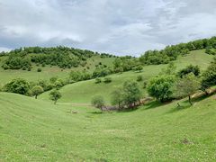 -关山草原