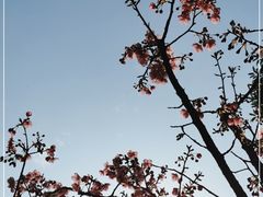 -南山植物园