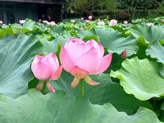 -陈家山荷花公园