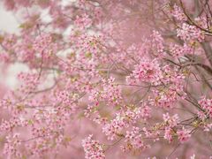 -天适樱花悠乐园