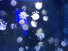 -泉城欧乐堡海洋极地世界