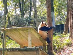 -中国大熊猫保护研究中心雅安碧峰峡基地