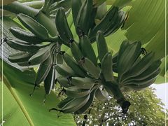 -云溪植物园