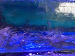 -八仔大富楼·河鲜(西江店)