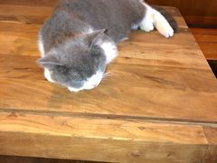 -李小姐の猫咖啡馆(五角场店)