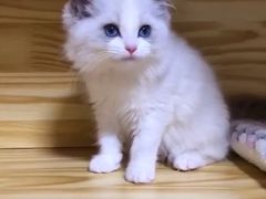 -Bastet sally猫舍购宠(静安店)