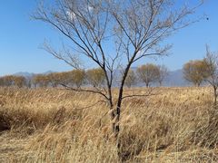 -野鸭湖国家湿地公园