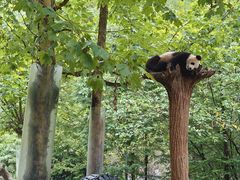-都江堰中华大熊猫苑