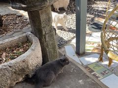 -喵屿·大理花园猫咖