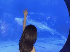 -烟台海昌鲸鲨海洋公园