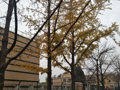 -三里屯东五街银杏大道