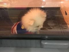 -暖阳宠物医院·犬猫康复中心·骨科