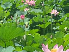 -莲花池公园