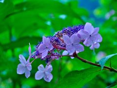 -西岭雪山大飞水景区