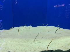 -上海海洋水族馆