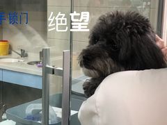 -申普宠物医院·心脏介入·心血管微创(总院)