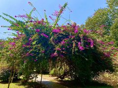 -中国科学院西双版纳热带植物园