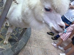 -上海大自然野生昆虫馆(东方明珠·爬宠昆虫探索中心)