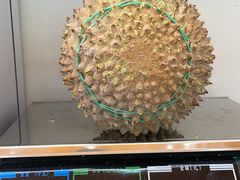 -开皇马来西亚榴莲美食店(华强北店)