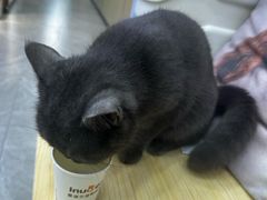 -爱诺耐芙动物医院(万博店)