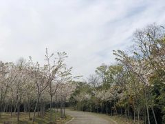 -上海海湾国家森林公园