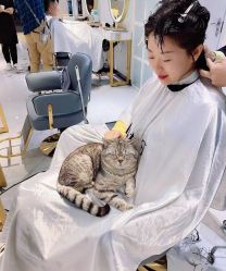 -飞梵造型