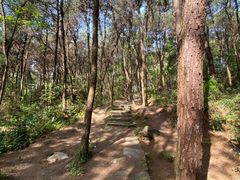 -铁山坪森林公园