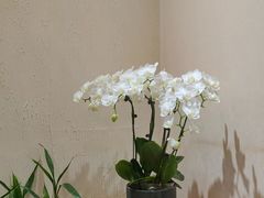-畅和茶坊·曦瓜中国大红袍