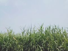 -湖鲜楼