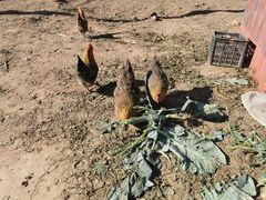 -昌平兴寿秀秀草莓采摘园