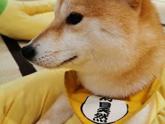 -逗柴咖啡屋·狗咖猫咖宠物桌游