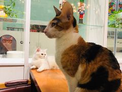 -猫小院猫主题餐厅(三里屯店)