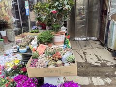 -金陵花卉交易市场
